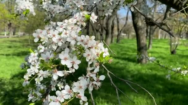 Plum Tree Blooming White Flowers Public Park Spring Afternoon — Stock Video
