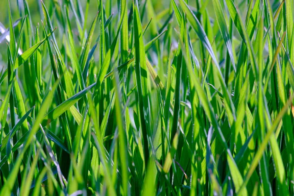 Высокая Зеленая Трава Растущая Парке Летний Весенний День Раскачивается Ветру — стоковое фото