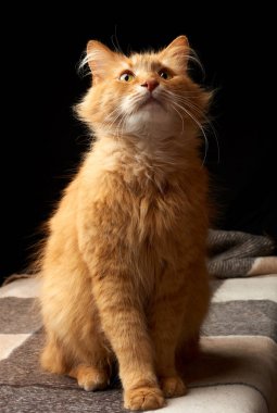 Beyaz bıyıklı yetişkin kırmızı kedi yün bir battaniyenin üzerinde oturur, koyu arkaplan, hayvan yukarı bakar.