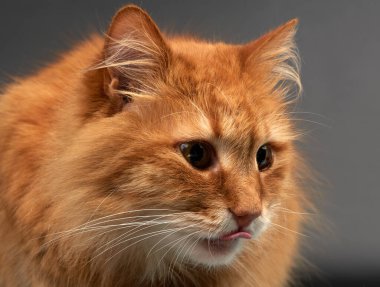 Büyük beyaz bıyıklı yetişkin kızıl kedi portresi, siyah arka planda poz veren hayvan, yakın plan.