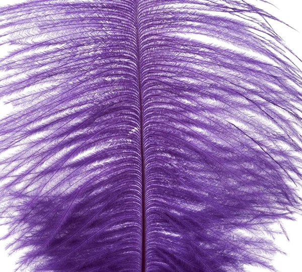 Dyed Purple Ostrich Feather Isolated White Background Close — Stock Photo, Image