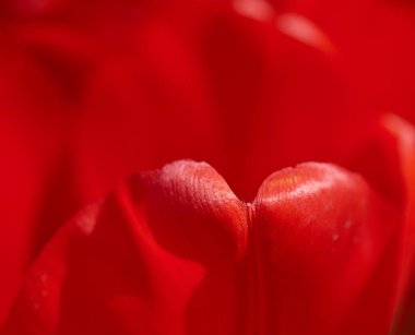 Güneşin parlak ışınlarında açan lalenin kırmızı yaprakları, seçici bir odak noktası.