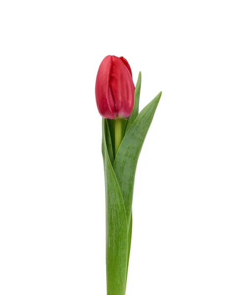 Tulipán Rojo Floreciente Con Hojas Verdes Tallo Aislado Sobre Fondo — Foto de Stock