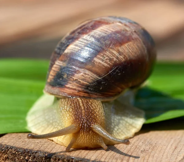 Stor Brun Snigel Ett Grönt Löv Makro — Stockfoto