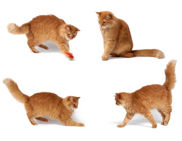 Felnőtt Bolyhos Piros Macska Játszik Egy Piros Golyó Aranyos Állat — Stock Fotó