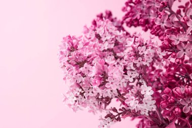 Pembe arka planda mor ve pembe leylak demeti, makro, kopyalama alanı