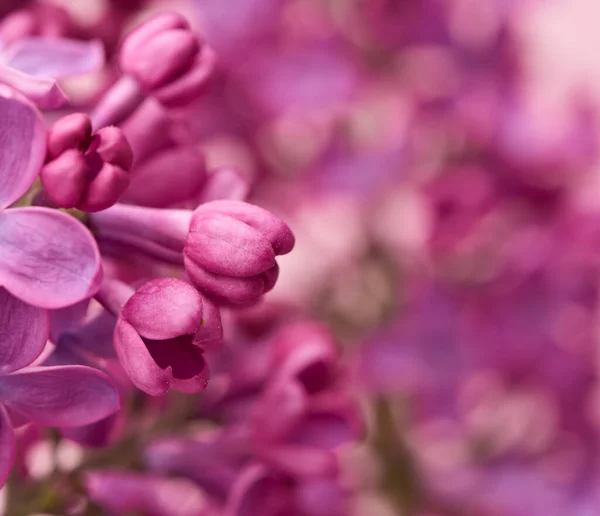 Blooming Purple Lilacs Unblown Buds Macro — Stock Photo, Image