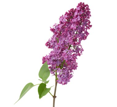 Beyaz arka planda yeşil yapraklı mor leylak dalı, bahar buketi.