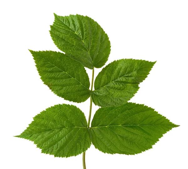 Ramo Framboesa Com Folhas Verdes Isoladas Fundo Branco Broto Jovem — Fotografia de Stock