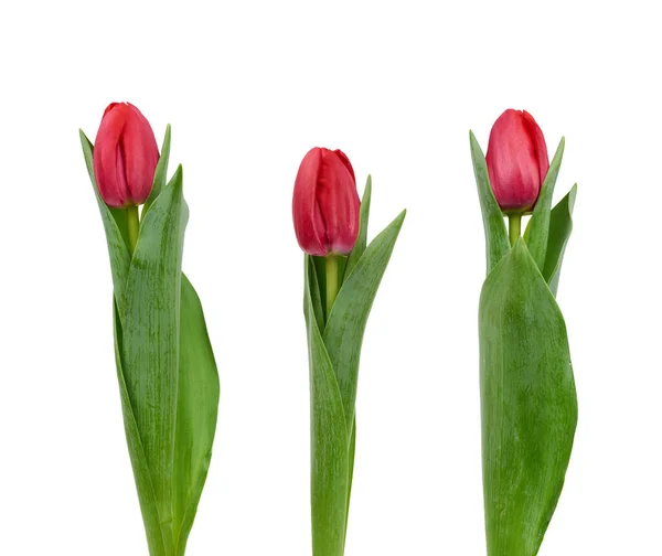 Tulipanes Rojos Florecientes Con Hojas Verdes Tallo Verde Aislado Sobre — Foto de Stock