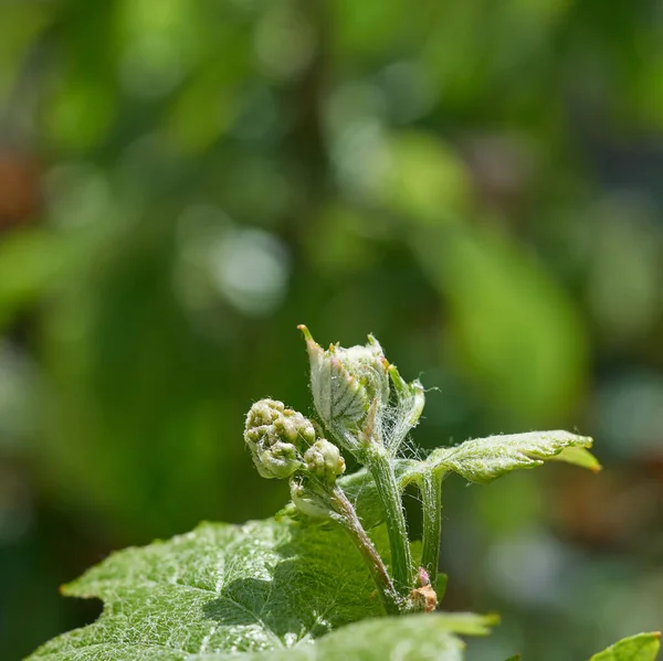 Młody Zielony Pęd Winogron Wiosenny Słoneczny Dzień Zbliżenie — Zdjęcie stockowe