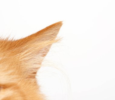 Beyaz arka planda tüylü kırmızı bir kedinin kulağı, kapat