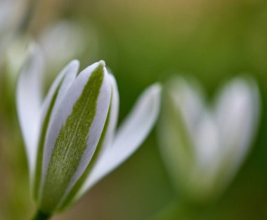 Beyaz çiçekler Ornithogalum, bahçedeki ilk bahar çiçekleri