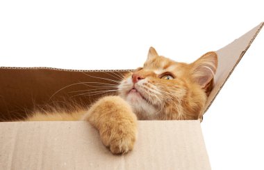 Yetişkin kızıl kedi kahverengi bir karton kutuda dinleniyor, yan tarafa bakıyor.