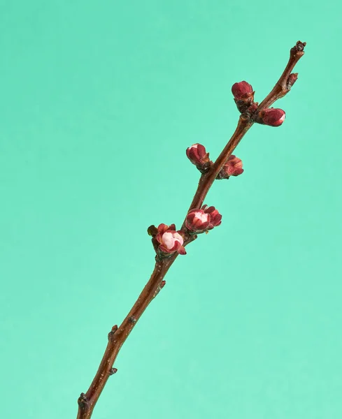 Ramo Árvore Damasco Com Botões Flor Não Soprados Fundo Verde — Fotografia de Stock