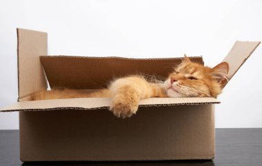 Yetişkin kızıl kedi kahverengi bir karton kutuda dinleniyor, beyaz arka plan 