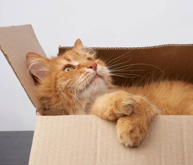 Yetişkin kızıl kedi kahverengi bir karton kutuda dinleniyor, yan tarafa bakıyor.