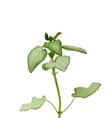 yeşil yapraklar Lamium maculatum benekli veya Deadnettle beyaz arka planda izole, yakın