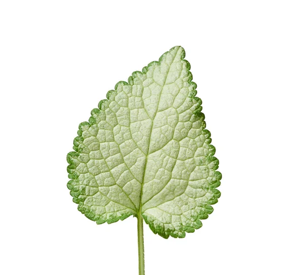 Hoja Verde Lamium Maculatum Manchado Deadortle Aislado Sobre Fondo Blanco — Foto de Stock