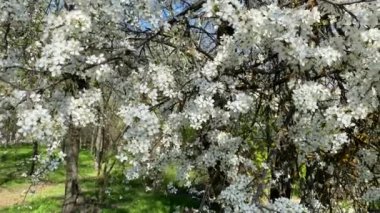 Bir bahar öğleden sonrasında halka açık bir parkta çiçek açan erik ağacı.