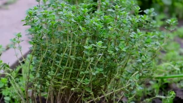 Bahçede Yeşil Yapraklı Kekik Yetiştirme Çalısı Kapat — Stok video