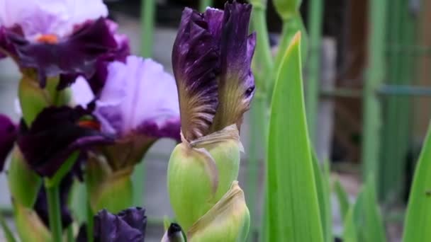 Iris Color Púrpura Con Hojas Verdes Jardín Día Primavera — Vídeo de stock