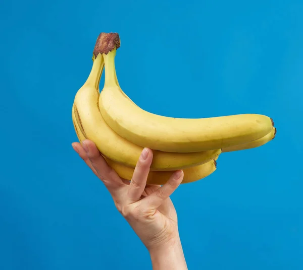 Female Hand Holds Bunch Yellow Ripe Bananas Blue Background Delicious — Stock Photo, Image