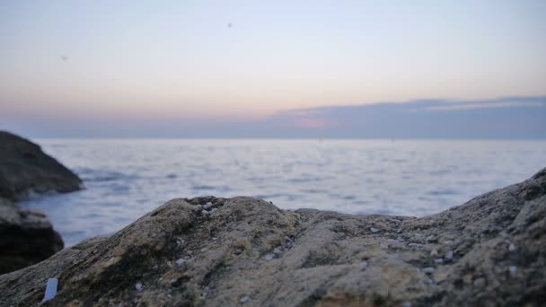 Lever de soleil tôt le matin sur la mer où les oiseaux volent — Video