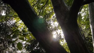 Ağaç üzerinde güneş gizlenmiştir. Güneş Rüzgar üfleme yoluyla bırakır