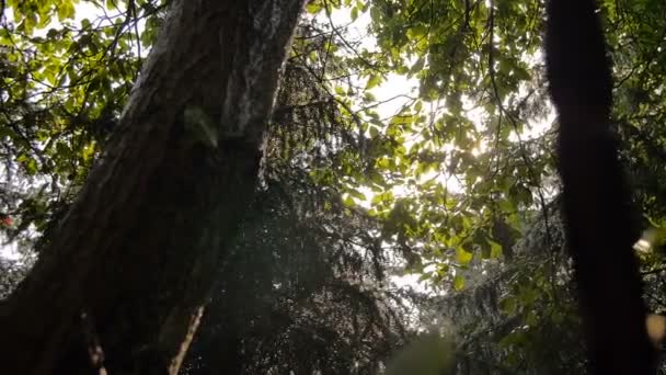 Soleil caché au-dessus de l'arbre. Soleil à travers le souffle sur les feuilles du vent 