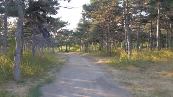 Повільний рух через українські лісі, де сонце світить через багато дерев — стокове відео