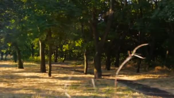 Egy ukrán erdőben, a nap süt, sok fák lassú mozgás — Stock videók