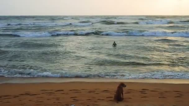 Young girl swimming in ocean with her dog waits on the beach, Sri Lanka — Stock Video