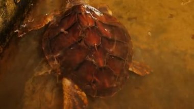 Büyük kaplumbağaları bir kaplumbağa kuluçkahane Sri Lanka havuzda yüzme.