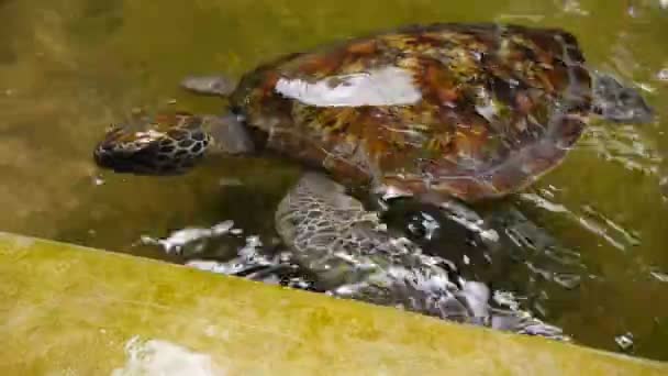 Grande tortue nageant dans une piscine dans une écloserie de tortues au Sri Lanka . — Video