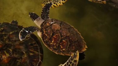 Büyük kaplumbağa bir kaplumbağa kuluçkahane Sri Lanka havuzda yüzme.