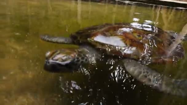 Cerca de una gran tortuga nadando en una piscina en una incubadora de tortugas en Sri Lanka — Vídeos de Stock