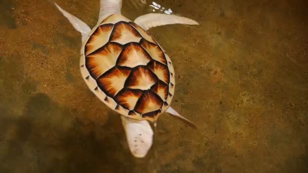 Tortue blanche nageant dans une piscine dans une écloserie de tortues au Sri Lanka . — Video