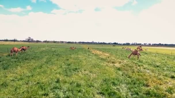 Рабочие желтые фермерские антенны с верблюдами из птичьего полета — стоковое видео