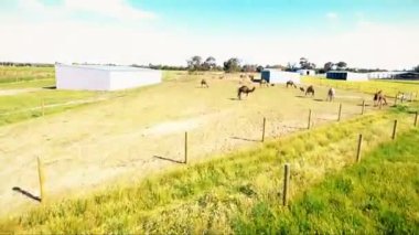 Sarı çiftlik antenler deve kuş-göz ile çalışma