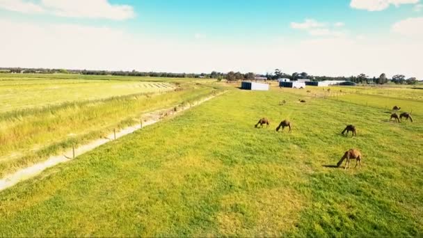 Pracovní žlutá farmě antény s velbloudy z ptačí perspektivy — Stock video