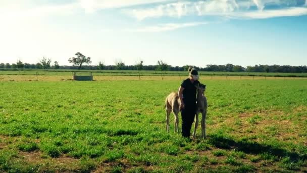Верблюди з жінкою люблять гратися і їсти з рук у фермі — стокове відео