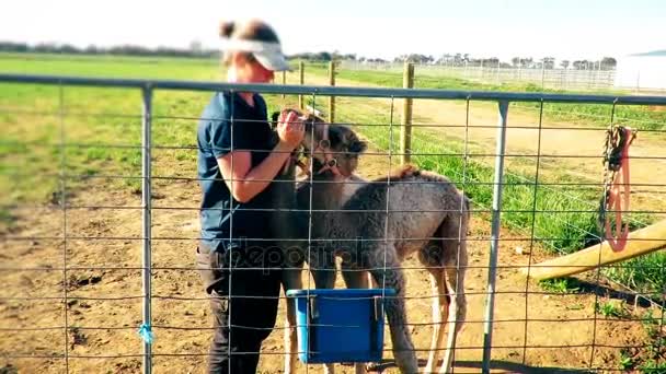 Camelos com uma mulher brincam e comem à mão na fazenda — Vídeo de Stock