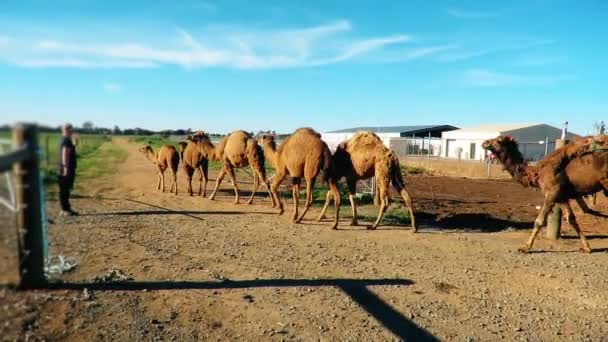 Верблюды с женщиной играют и едят с рук на ферме — стоковое видео