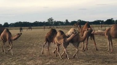 Camel temiz hava çiftlikte yakın çekim