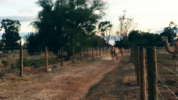 Закрыть верблюдов на ферме на свежем воздухе — стоковое видео