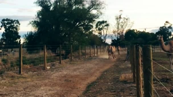 Close-up de camelos na fazenda ao ar livre — Vídeo de Stock