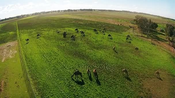 Верблюди випасаються на зеленій фермі на свіжому повітрі — стокове відео