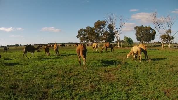 Kamele grasen an frischer Luft auf dem grünen Bauernhof — Stockvideo