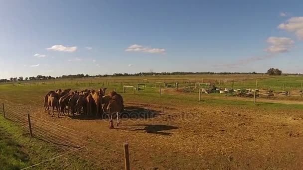 Camelos pastam na fazenda verde ao ar livre — Vídeo de Stock